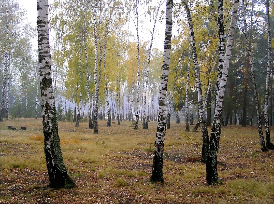 Осенний хоровод - Геннадий Худолеев Худолеев