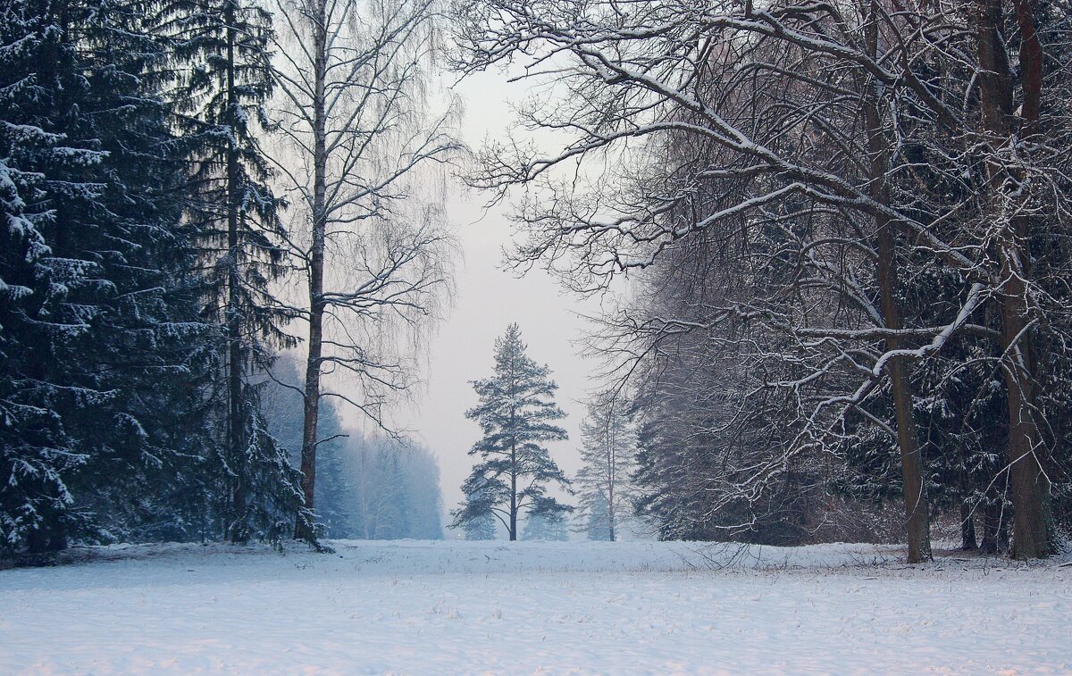 Дремлет под снегом... - Юрий Куликов