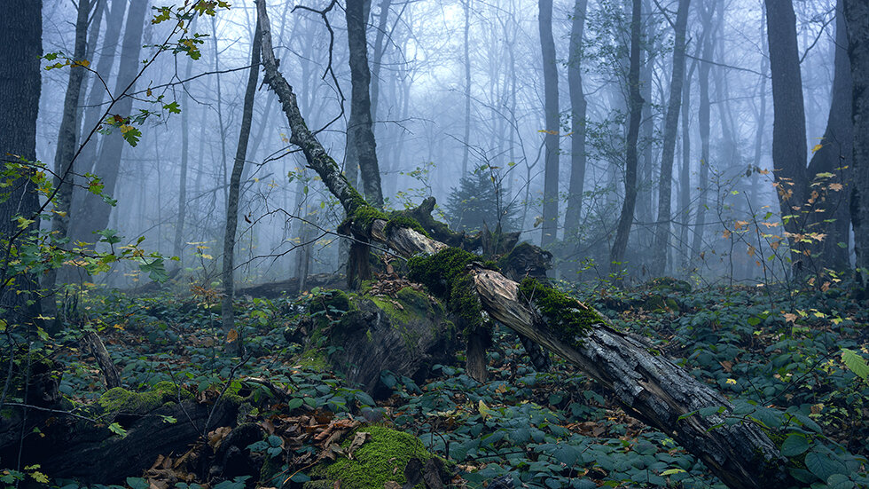 Туманный лес - Виталий Павлов