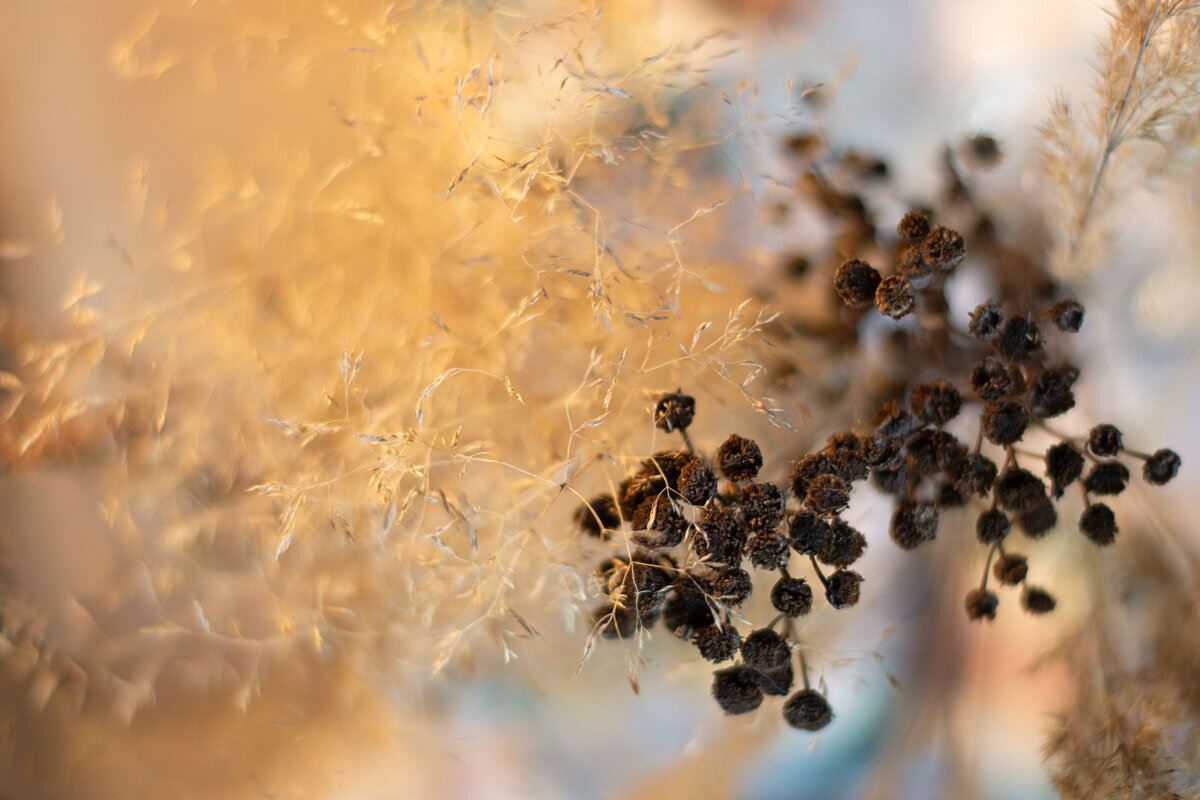 Фотоэтюд с сухоцветами. (Ноябрь) - Елена Струкова