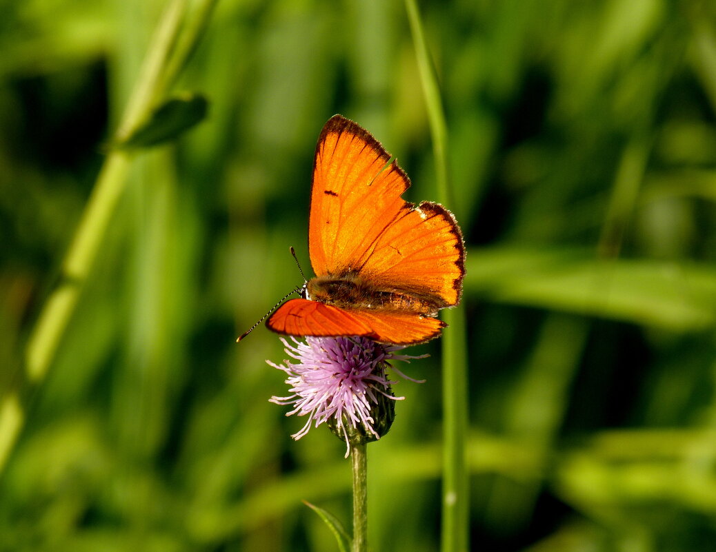 летние бабочки 18 - Александр Прокудин