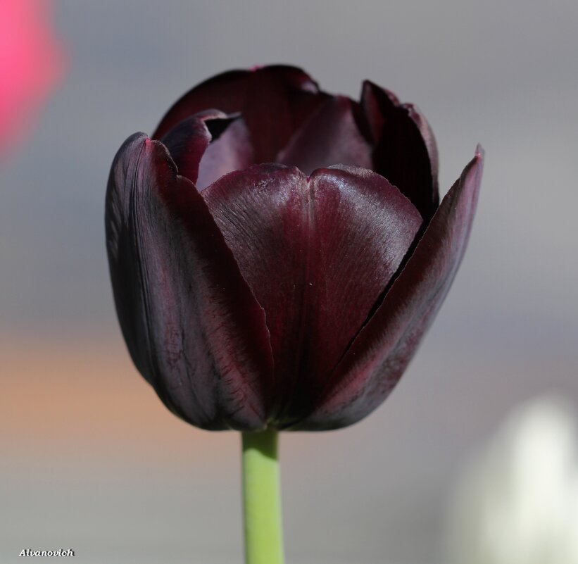Черный тюльпан. - Андрей Иванович (Aivanovich-2009)