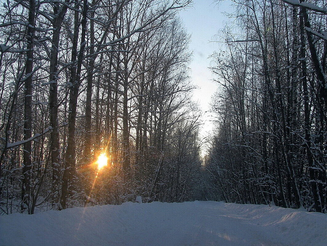 Зимний лес - Людмила Смородинская