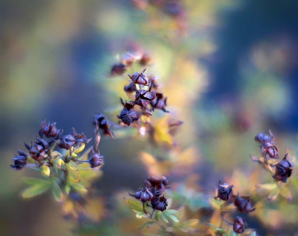 after flowering - Zinovi Seniak