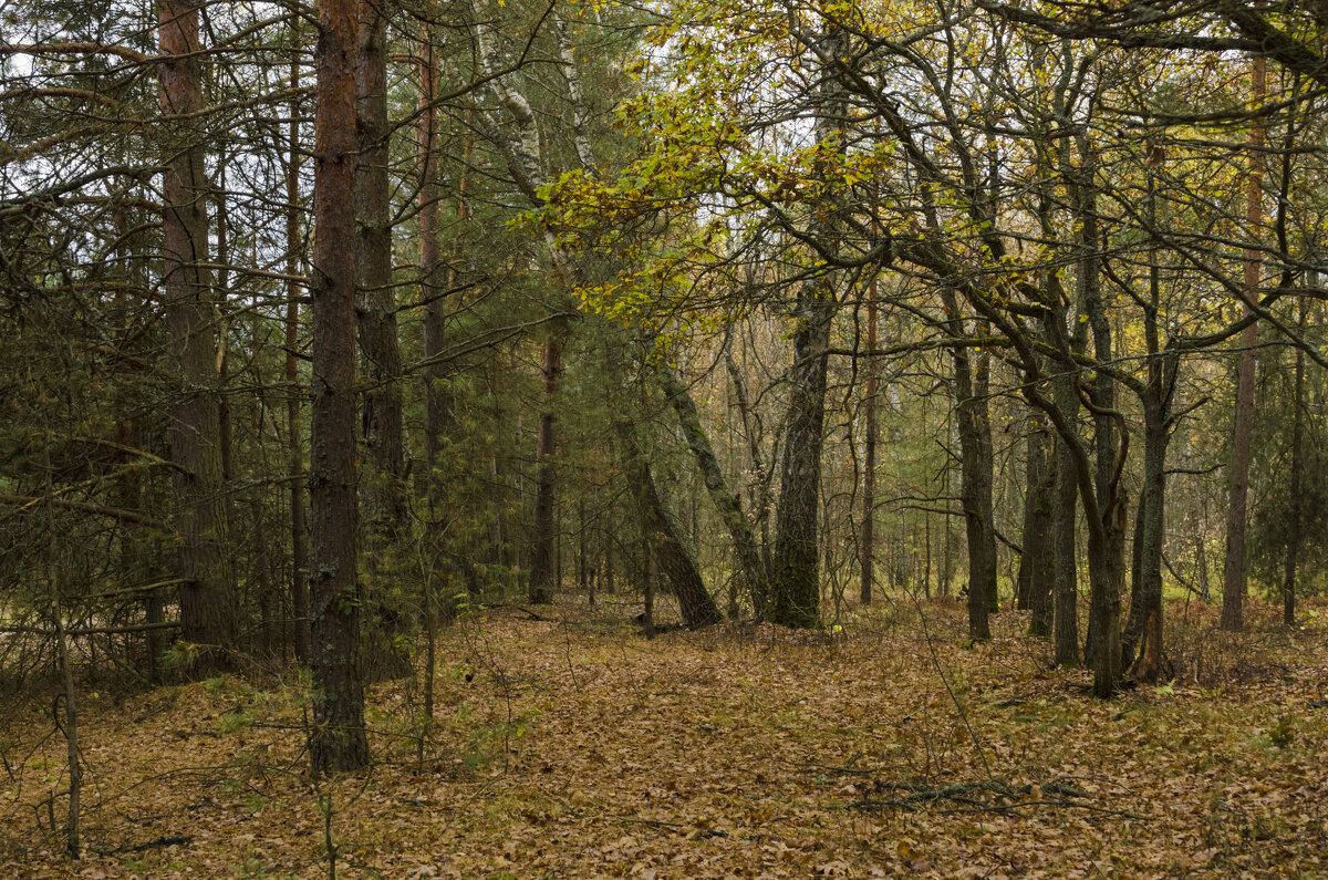 лес в октябре - владимир 