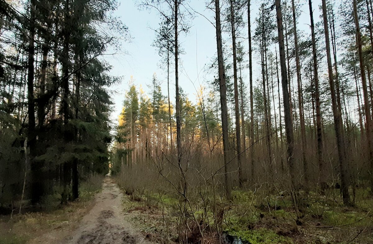 В лесопарке ясным декабрьским днем - Елена Павлова (Смолова)