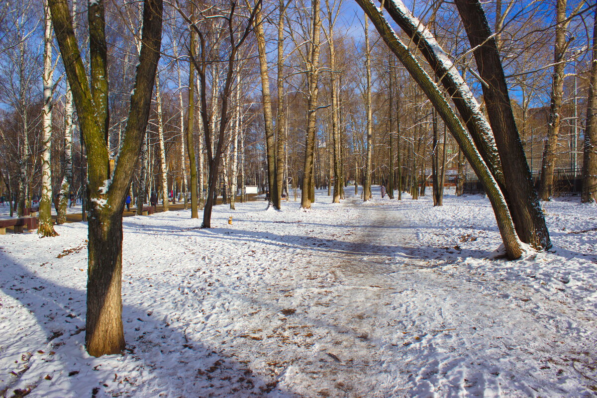 Природа снег в парках в г. Вологда