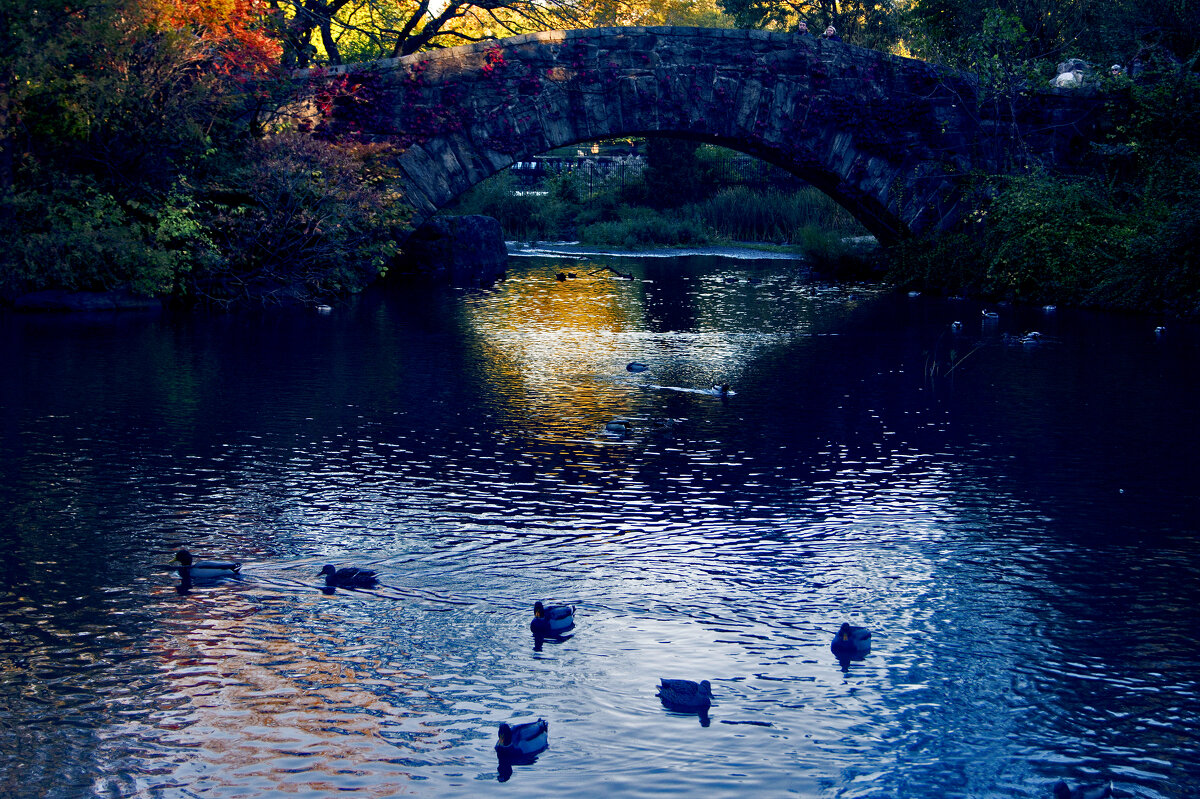 New York City. Manhattan Central Park - Виктор Скайбери