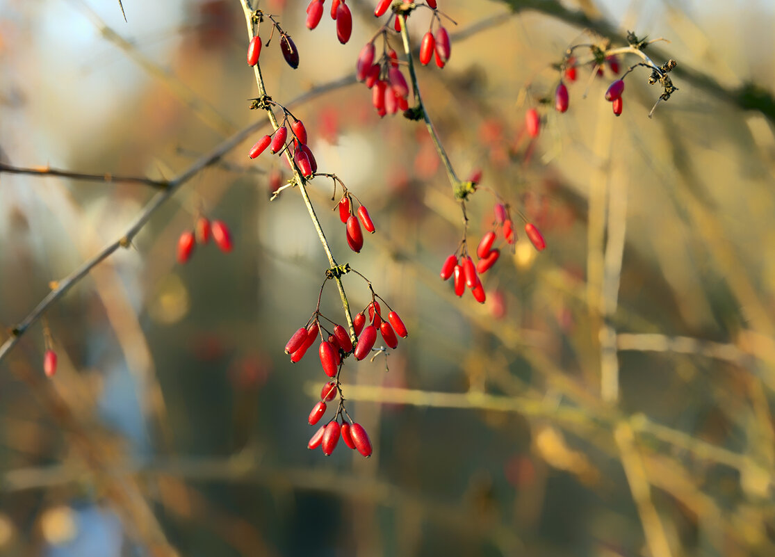 barberry - Zinovi Seniak