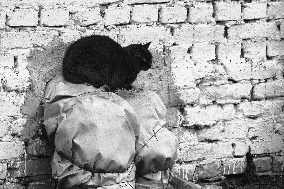 Черный кот - Денис Кашкан
