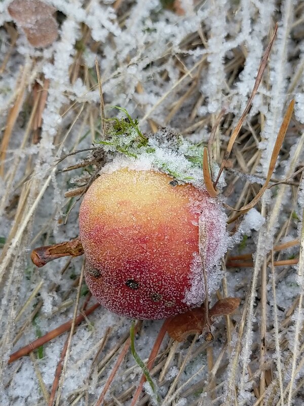 Яблоко на снегу - Yulia Raspopova