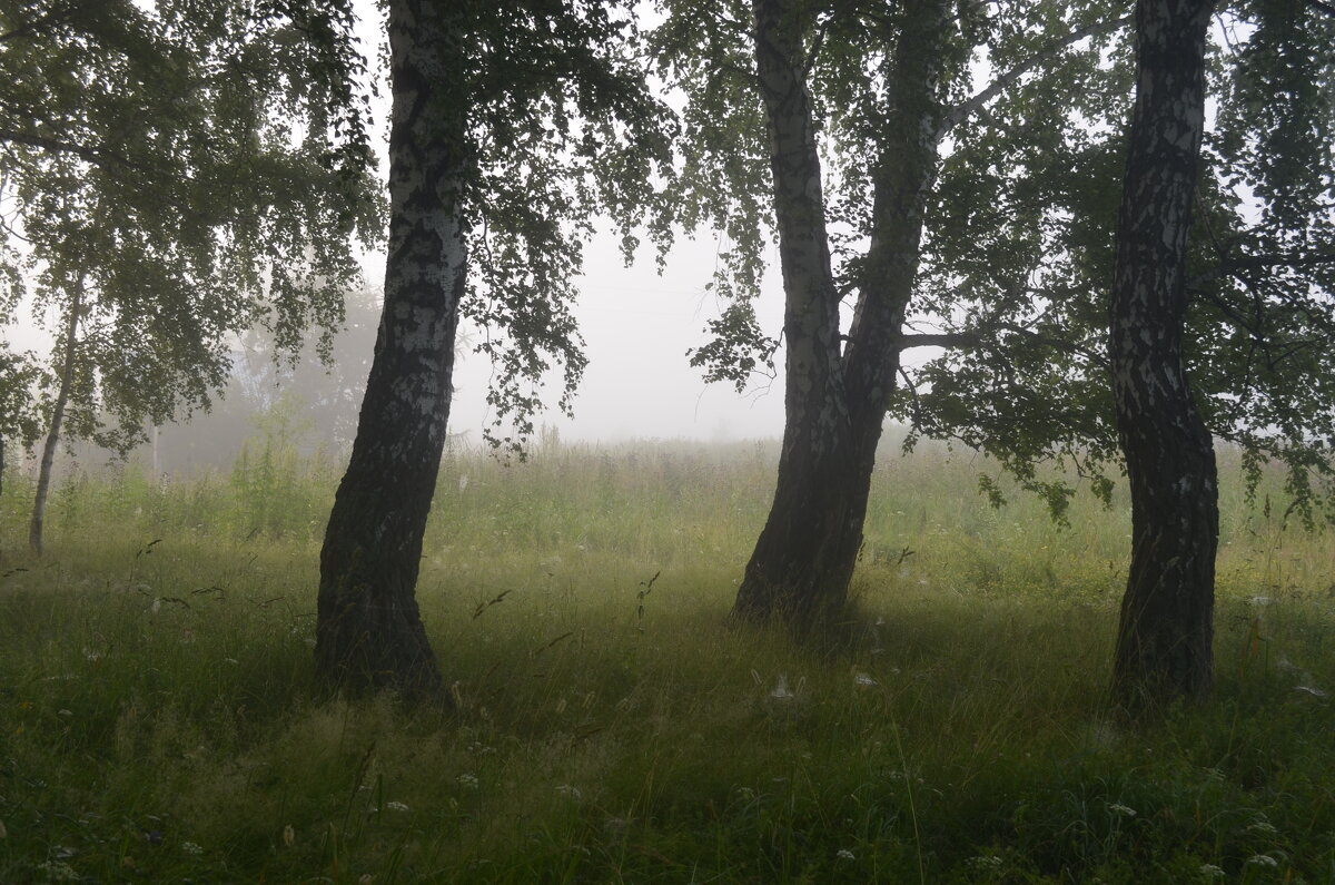 Лес в тумане - Светлана Высочина