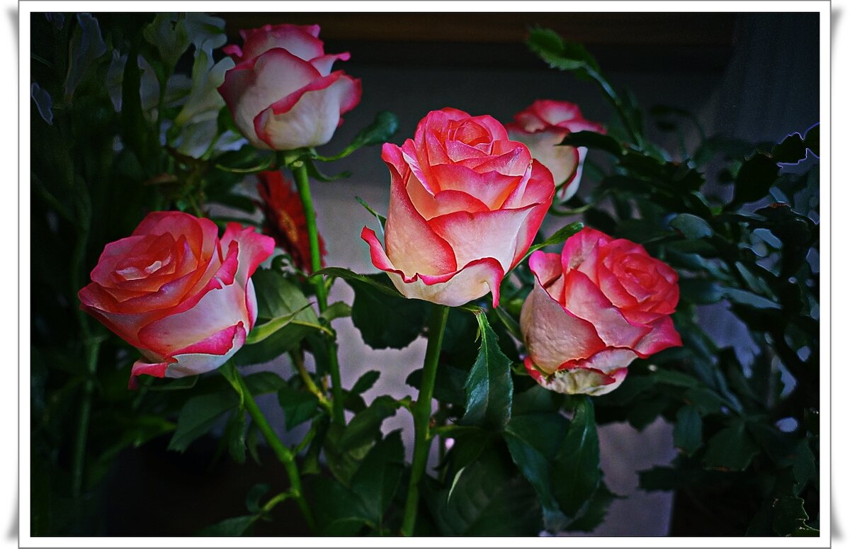 Розовые розы - Любовь Чунарёва