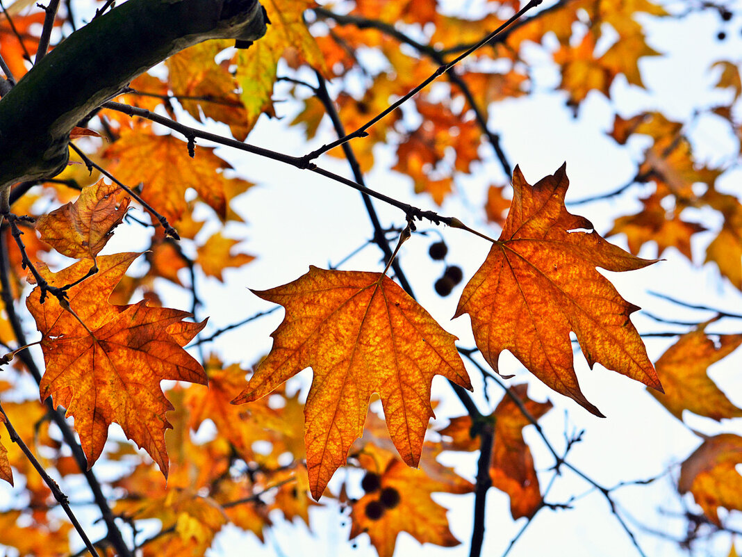 Ажурные листья платана - Ольга (crim41evp)