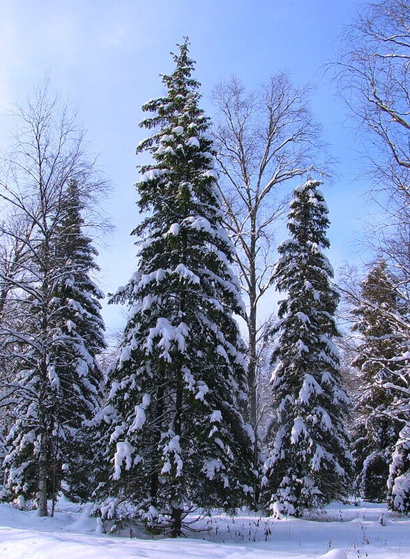 Ёлочки в лесу - Людмила Смородинская