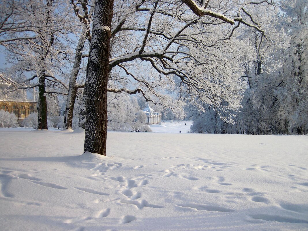 Зима в парке - dli1953 
