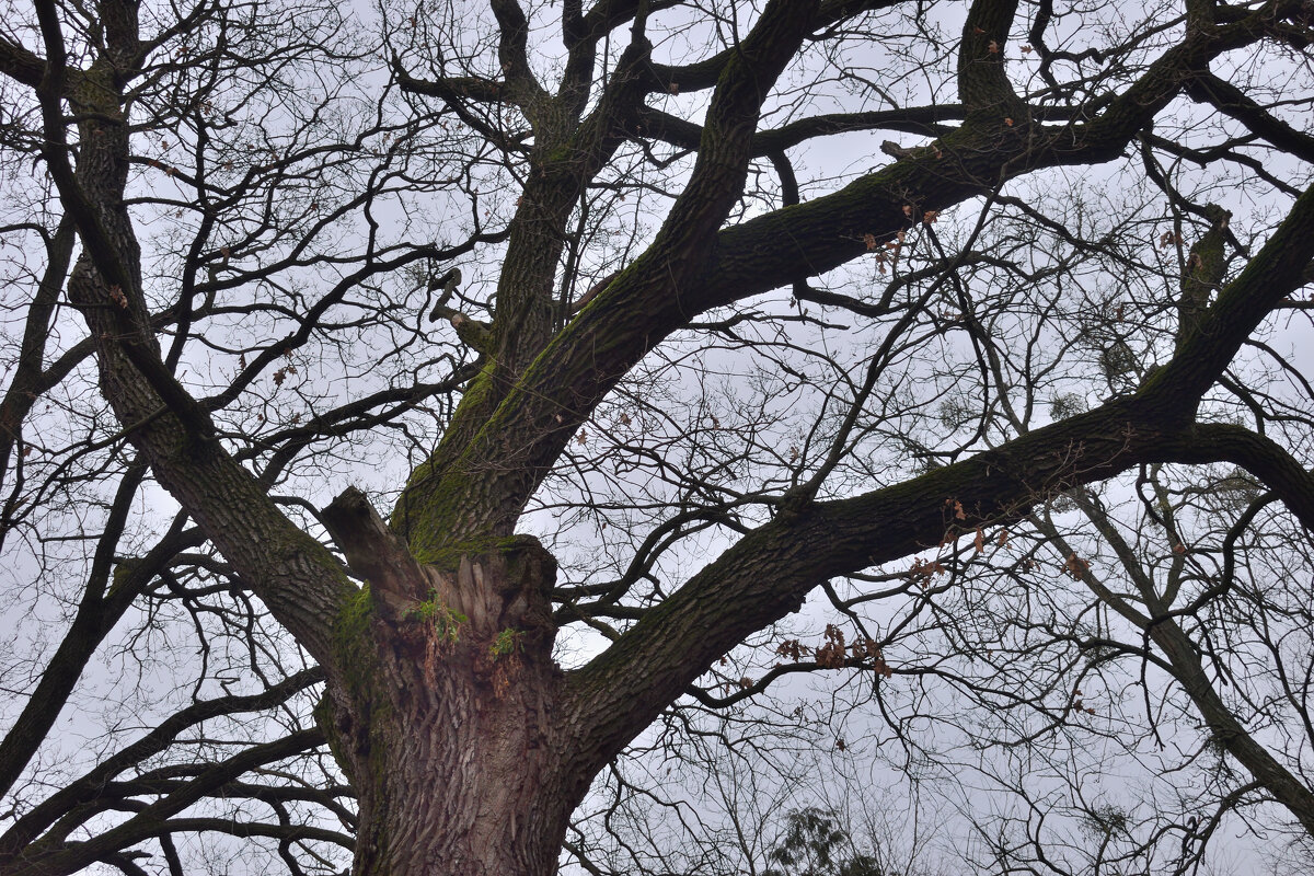 Обнаженная крона лиственного дерева - Gera 