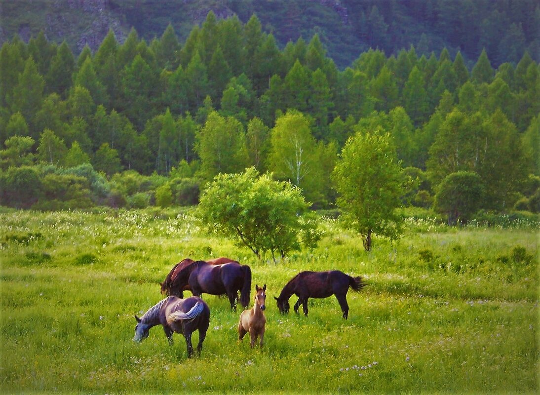 Любопытный - Сергей Чиняев 