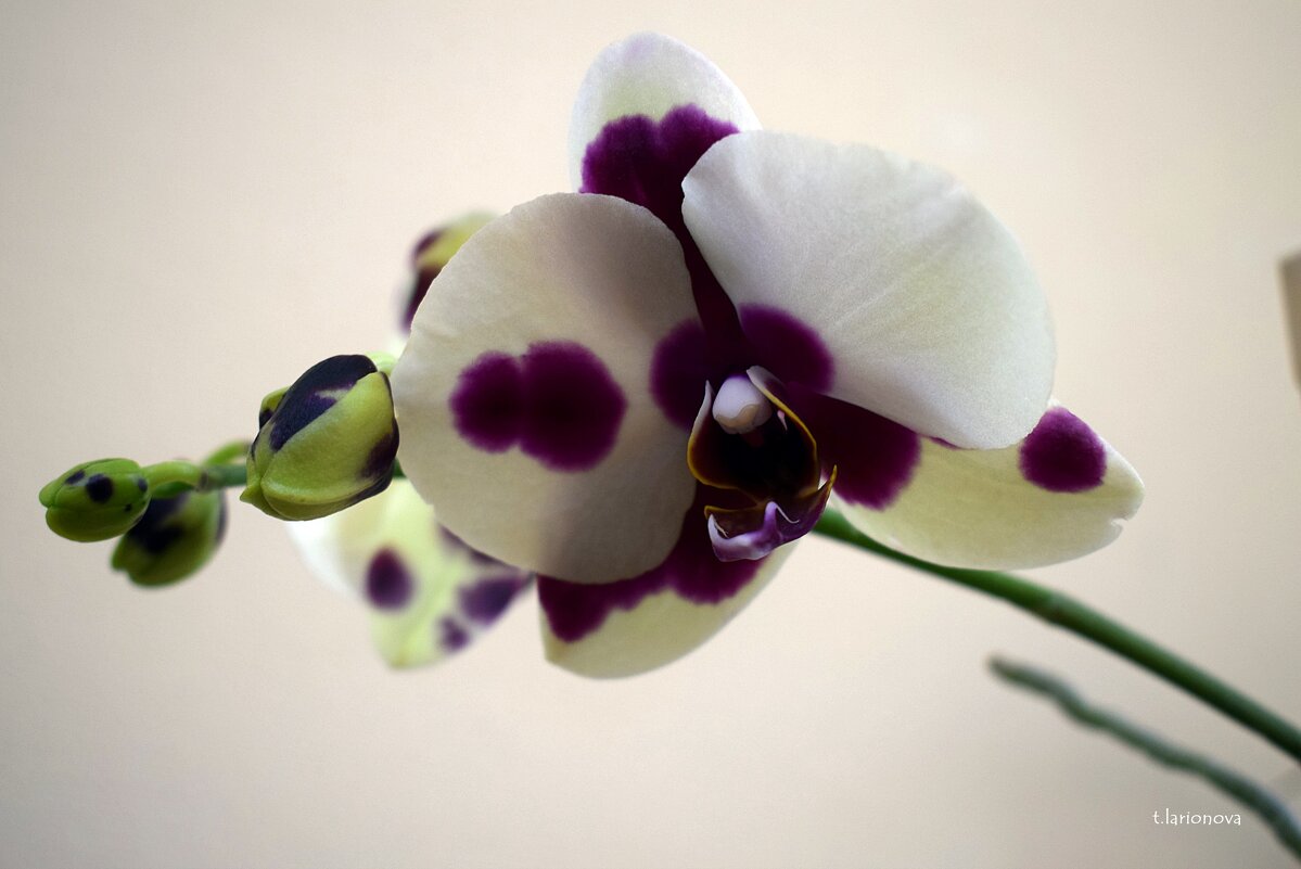 Орхидея - Татьяна Ларионова