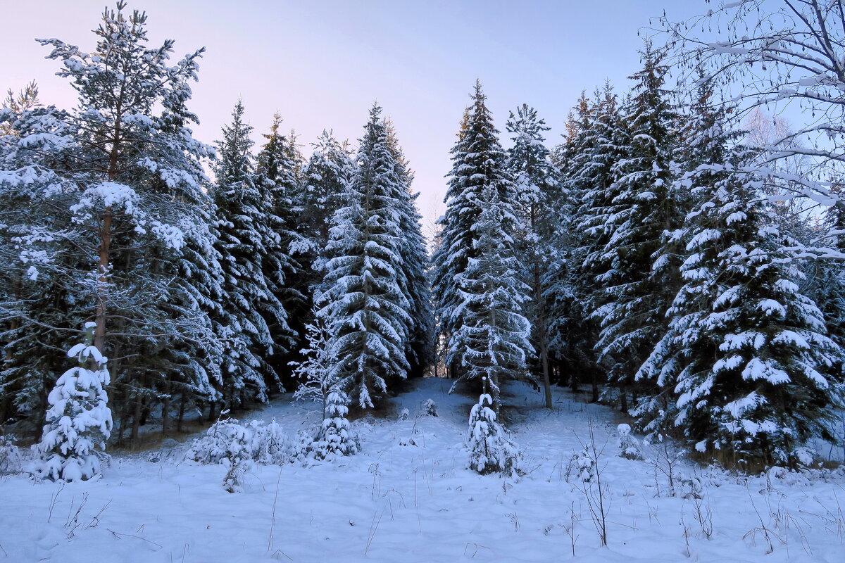 Сказочный зимний лес - Ирина Беркут