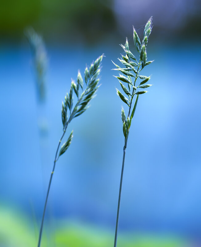 grass - Zinovi Seniak