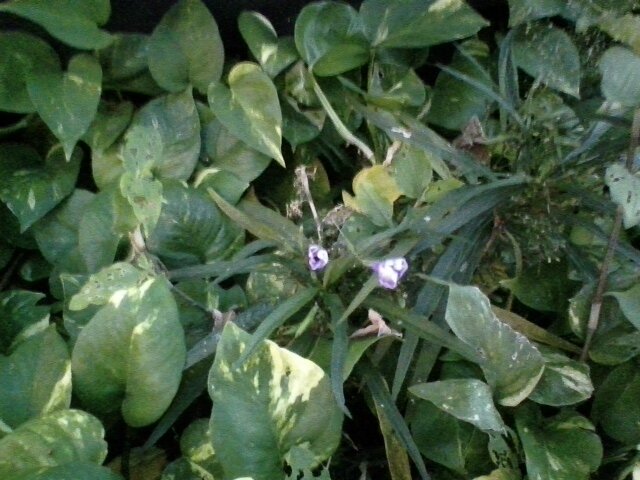 феолетовые цветы - миша горбачев