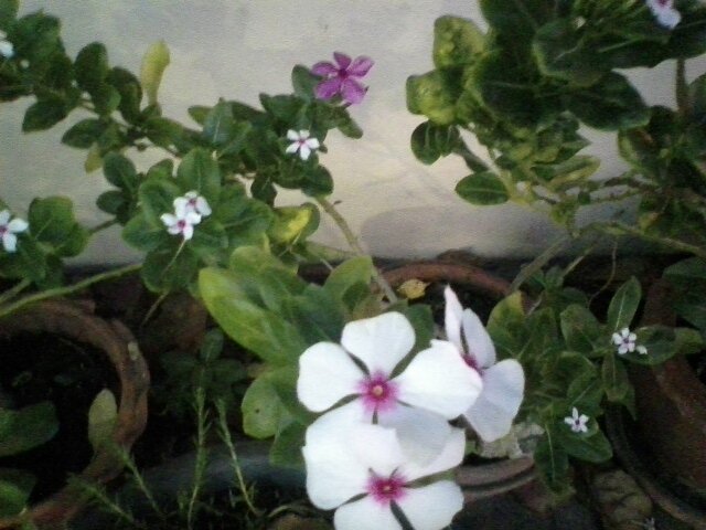 белые с розовой серединкой  и на заднем фоне цветы - миша горбачев