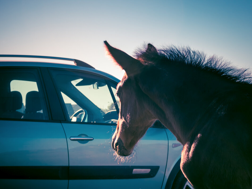 Меняю Renault на Horse - Игорь Викторов