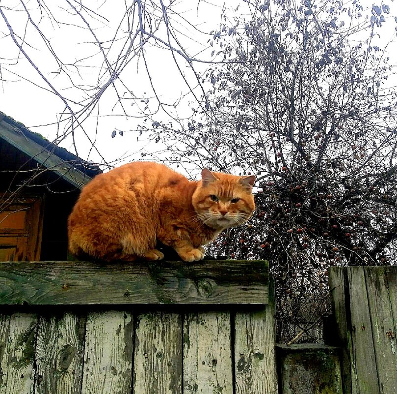 Сердитый рыжий кот - Елена 