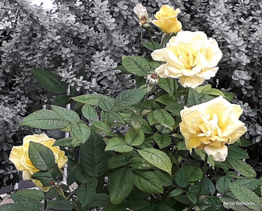 Розы желтые. - Валерьян Запорожченко