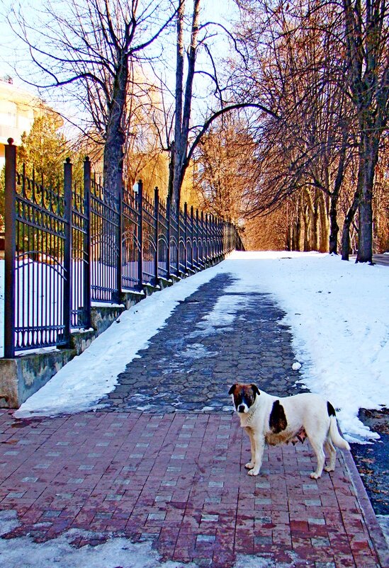 Бродячая    собака... - Евгений 