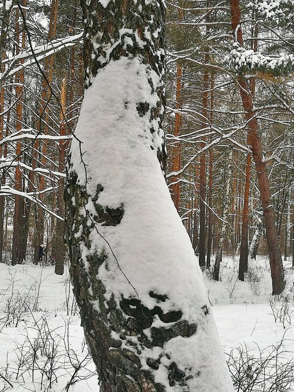 Наблюдение после снегопада. Фигурка котика взобравшегося на дерево - Лидия (naum.lidiya)