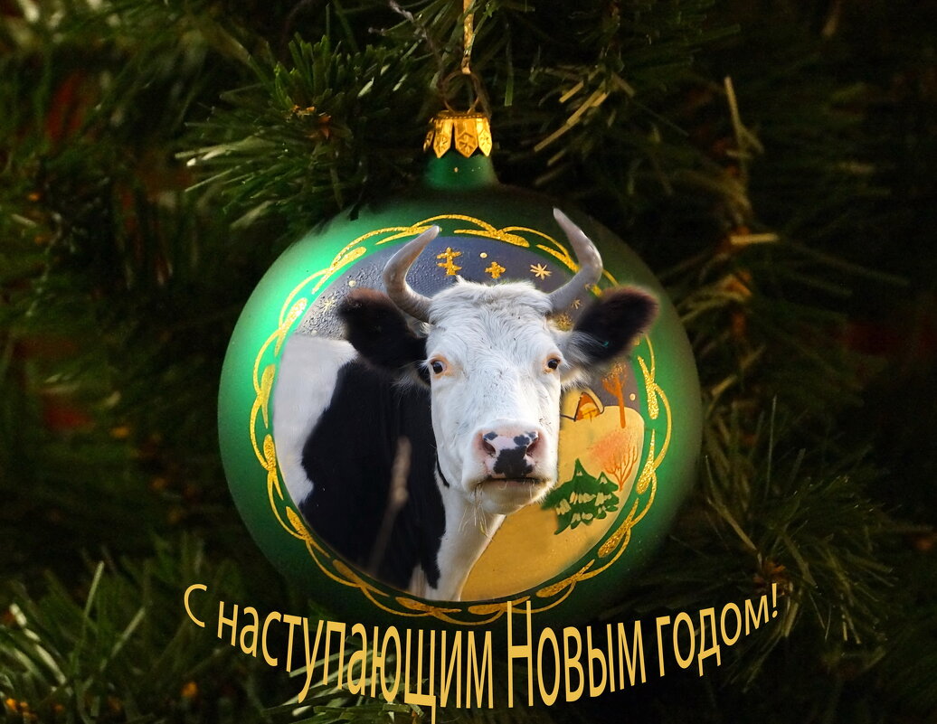 Пожелания к Новому году  сделала мадам корова ) - Галина Кан