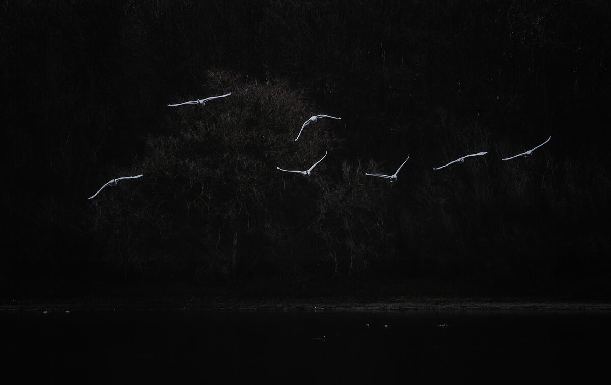 Белые птицы в ночи - Alexander Andronik