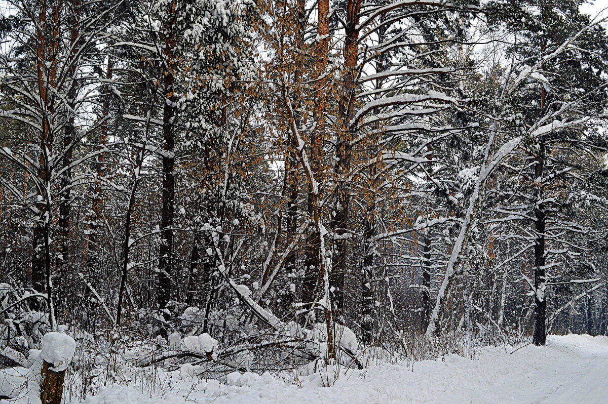 Декабрь в лесу - Татьяна Лютаева