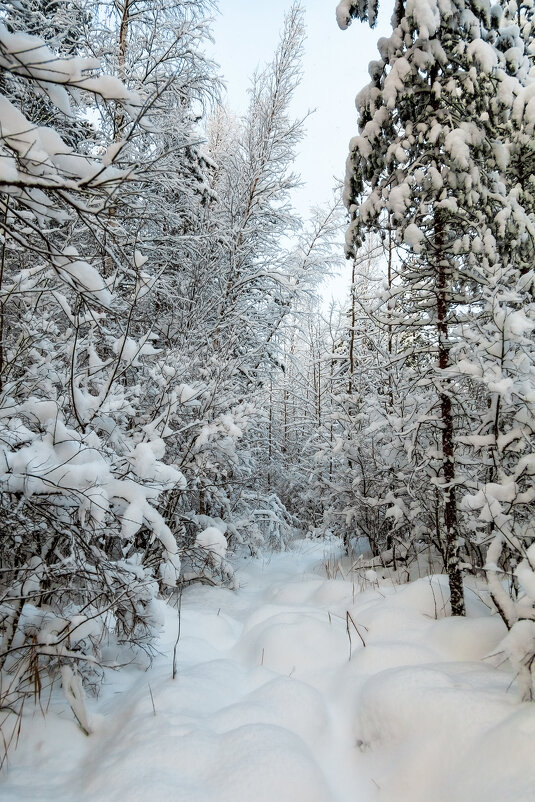 Зимний лес - Александр Игнатьев