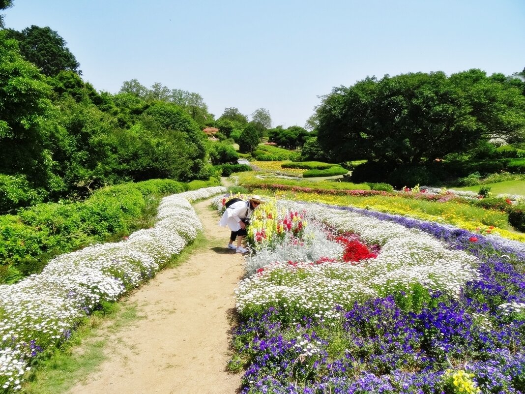 Цветущий остров Nokonoshima Island Park Япония - wea *