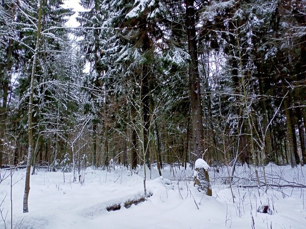 В зимнем лесу ... - Татьяна 