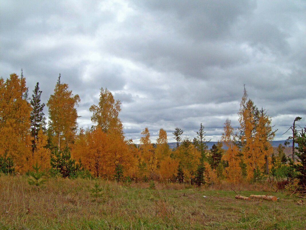 Осень в тайге - alemigun 