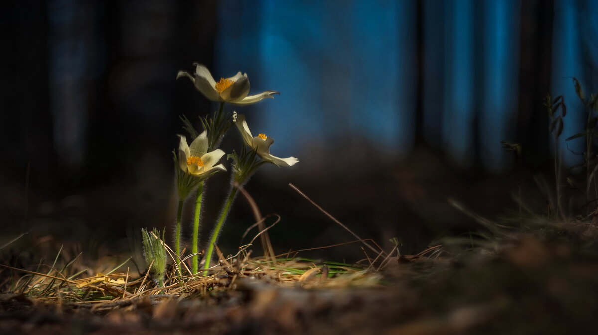 Весенние цветы - Анатолий Володин