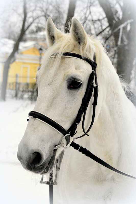 Моя знакомая лошадка - Сергей 