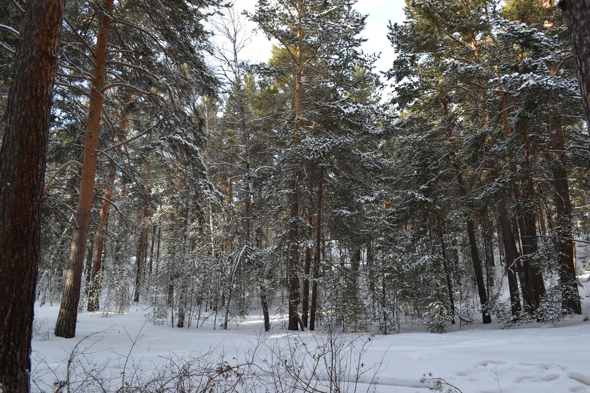 Торжество зимы и снега... - Андрей Хлопонин