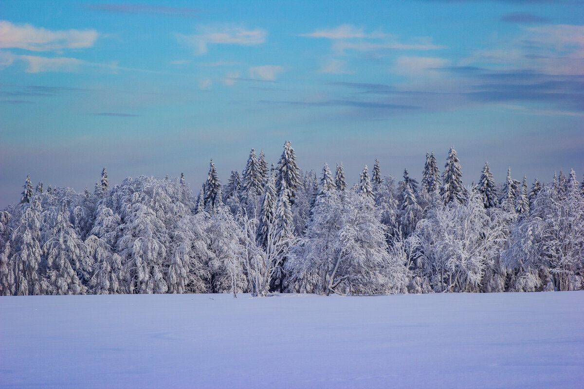 «Под снежным покрывалом января» - Александр Гладких