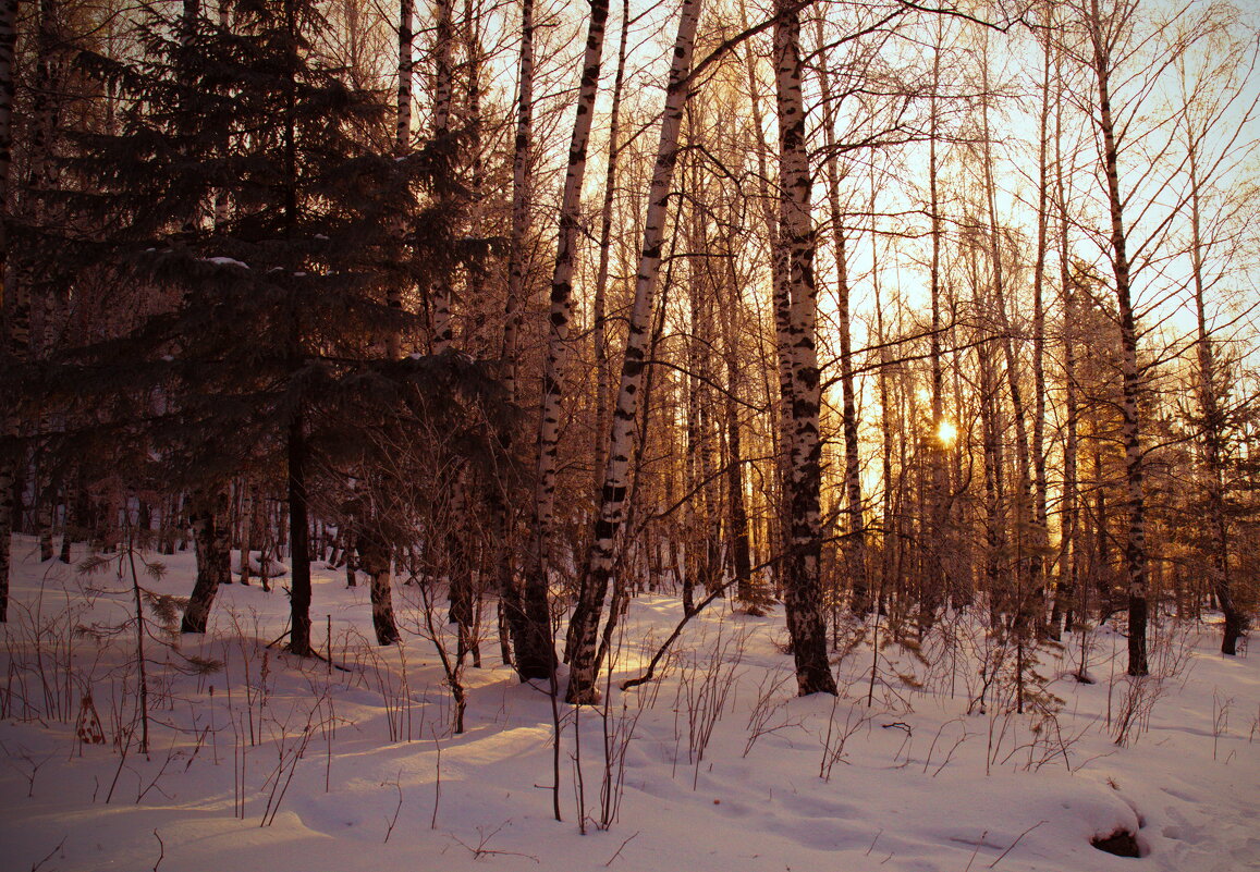 Прогулки по зимнему лесу. - Galina Serebrennikova