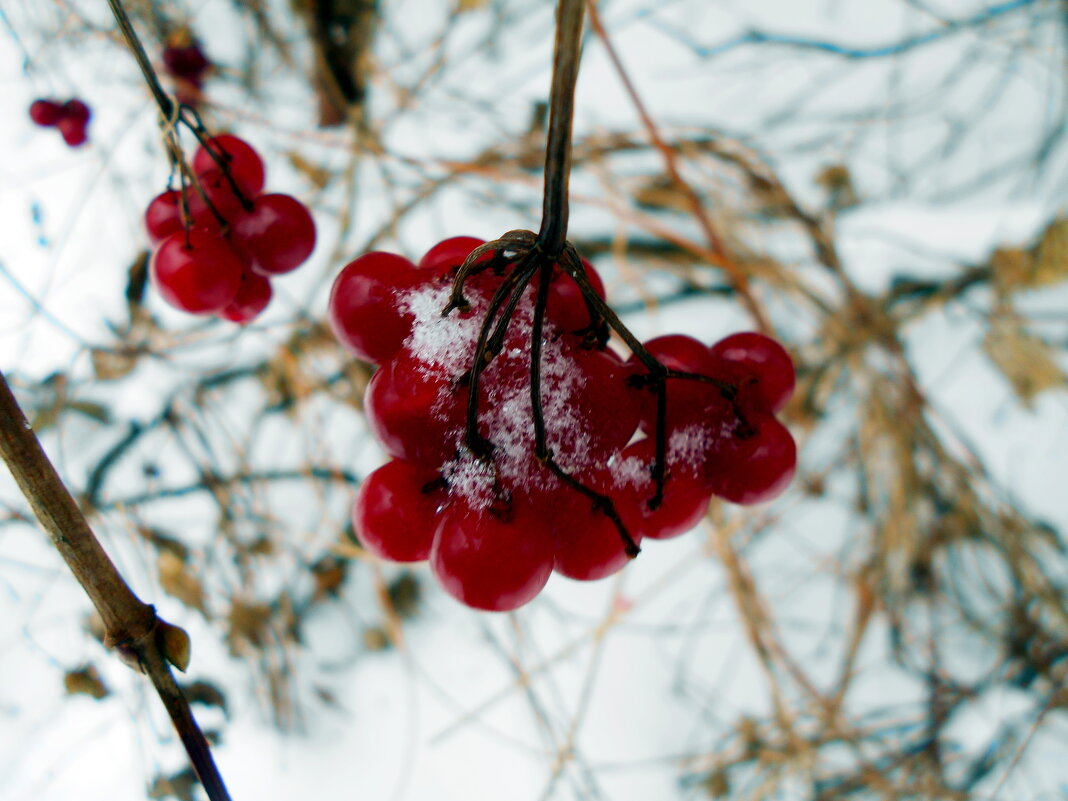 Зимние ягоды - Игорь Чуев