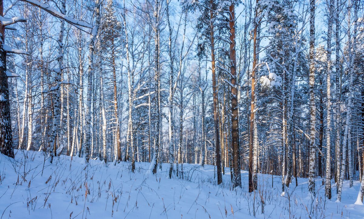 Зимний лес - Алексей Трухин