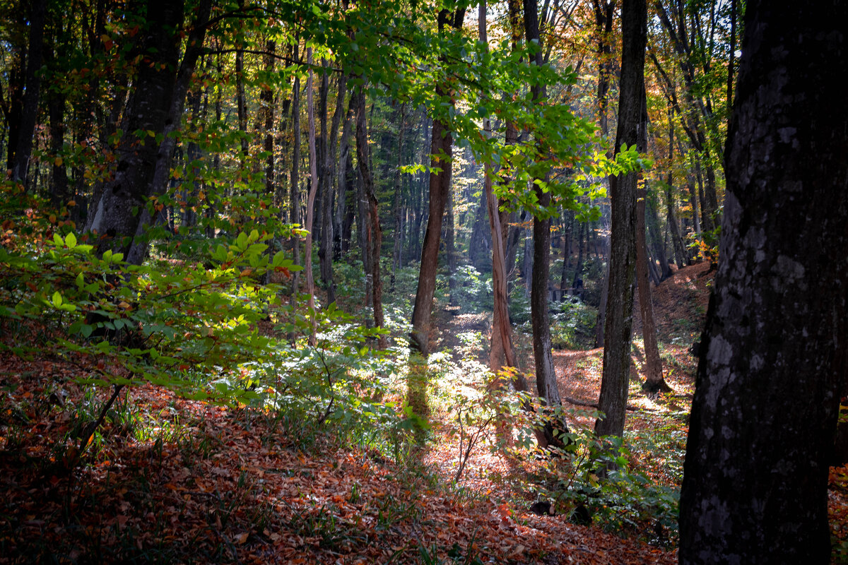 Осенний лес - Евгений 