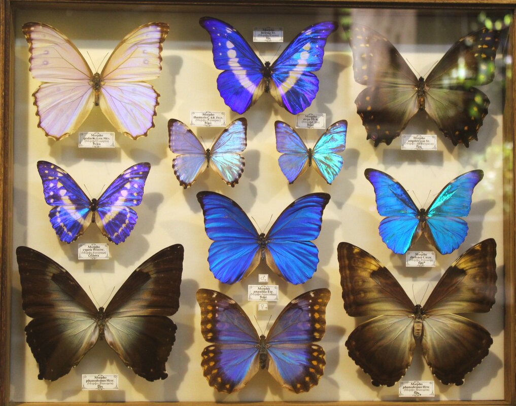 Коллекция бабочек Морфо