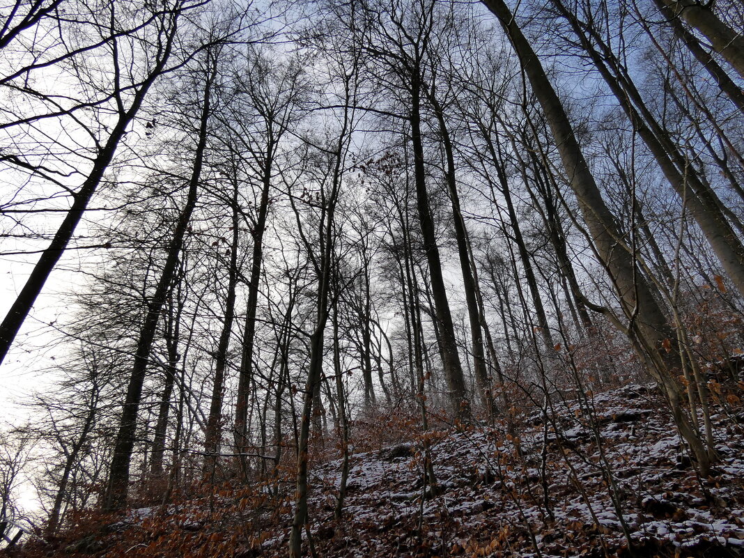 Зимний лес - Heinz Thorns