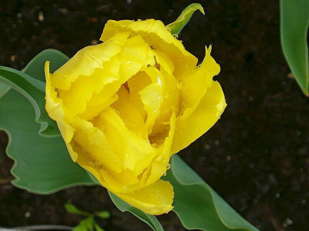 Жёлтая роза - Вера Щукина